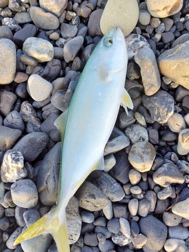 ワカシの釣果