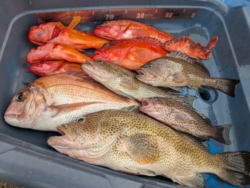 オオモンハタの釣果