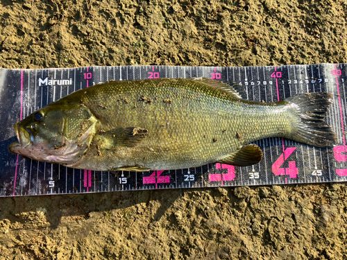 スモールマウスバスの釣果