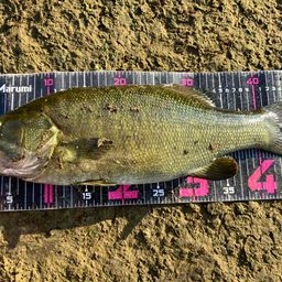 スモールマウスバス