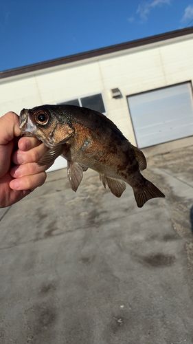 シロメバルの釣果