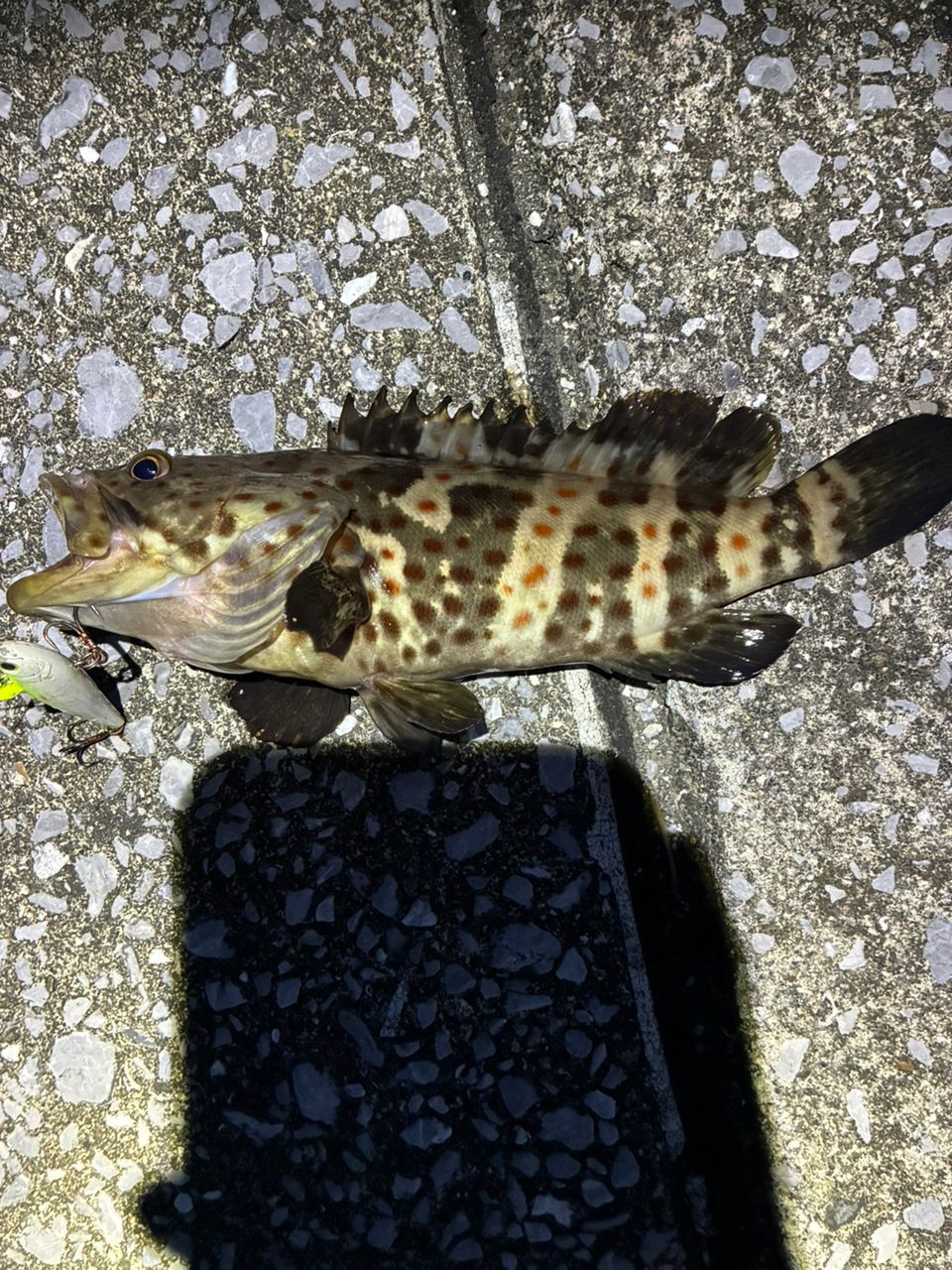 チャイロマルハタ