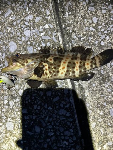 チャイロマルハタの釣果