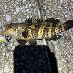 チャイロマルハタ