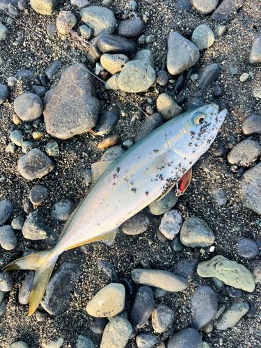 ワカシの釣果