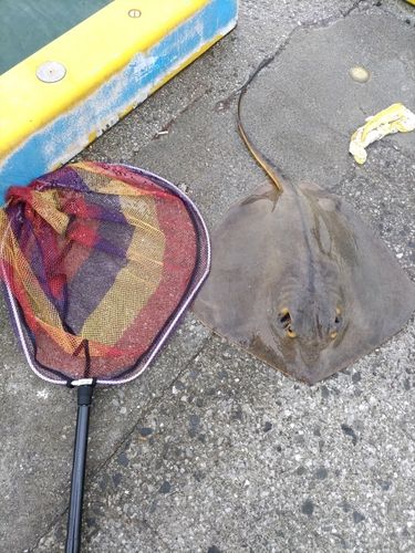 アカエイの釣果