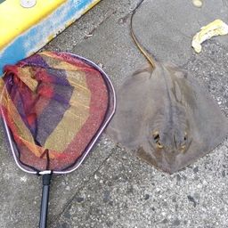 アカエイ