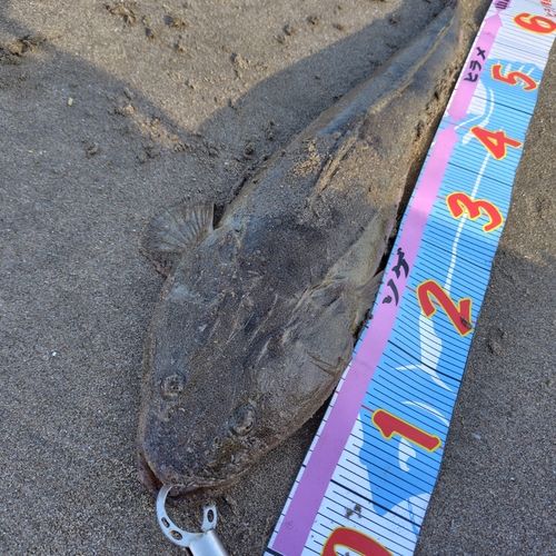 マゴチの釣果