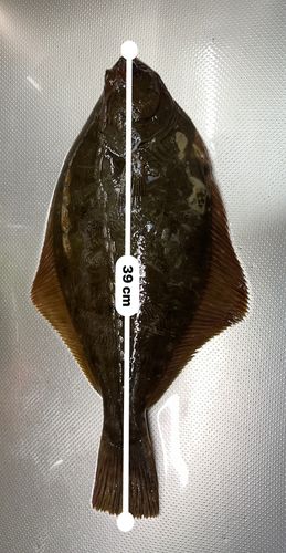 イシガレイの釣果