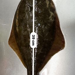 イシガレイ