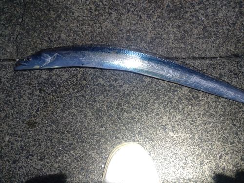 タチウオの釣果