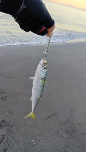 マサバの釣果
