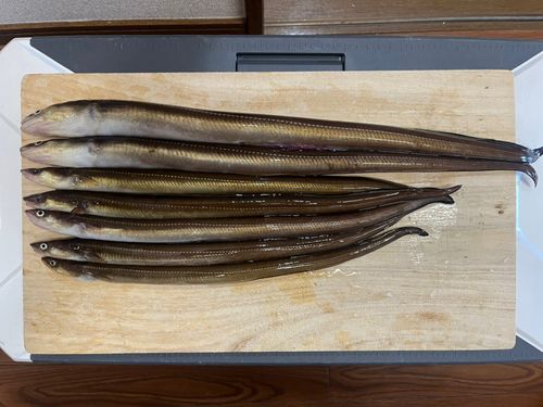 アナゴの釣果