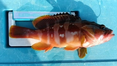 アカハタの釣果