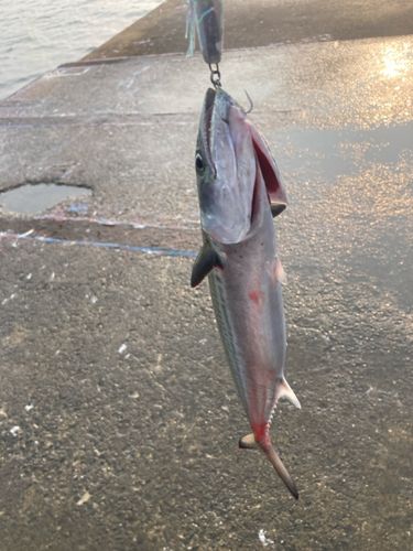 サゴシの釣果