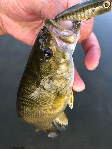 スモールマウスバスの釣果