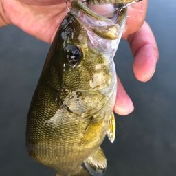 スモールマウスバス