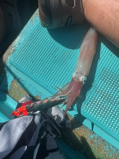 ケンサキイカの釣果