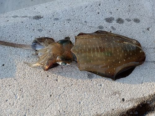 アオリイカの釣果