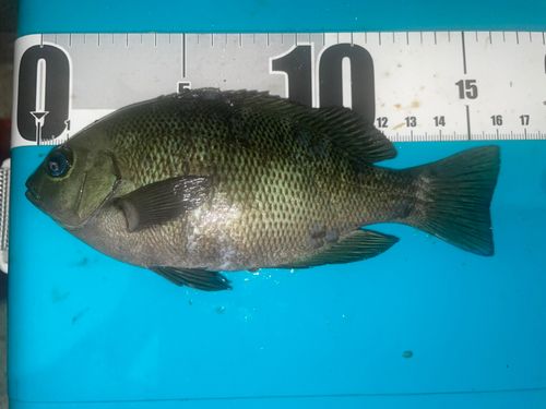 グレの釣果