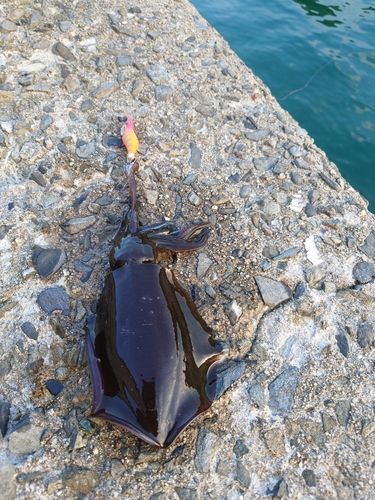 アオリイカの釣果
