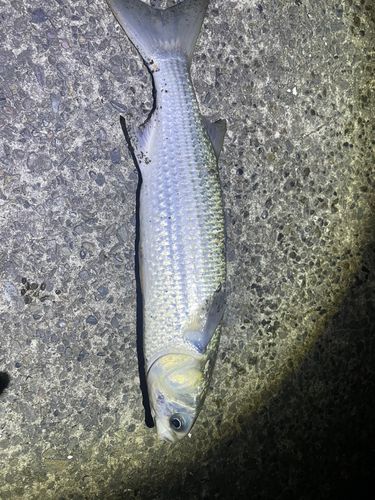 ボラの釣果