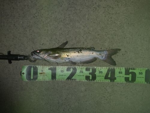 アメリカナマズの釣果