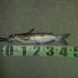 アメリカナマズ