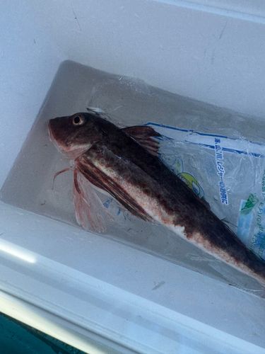 ホウボウの釣果