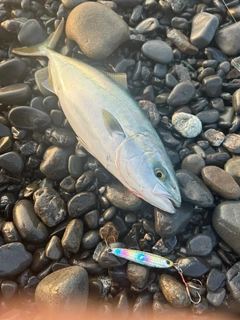 ワカシの釣果