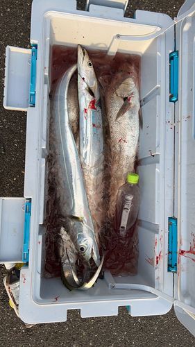 タチウオの釣果