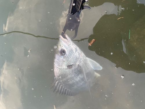 キビレの釣果