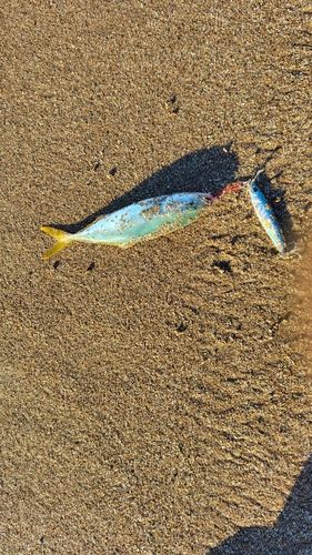 フクラギの釣果