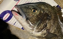 チヌの釣果