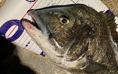 チヌの釣果