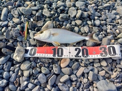 ショゴの釣果