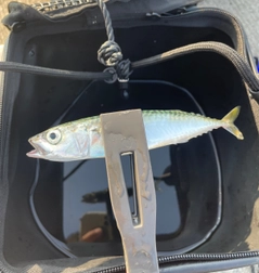 マサバの釣果