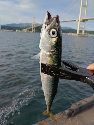 サバの釣果