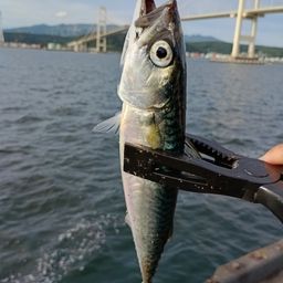 サバ