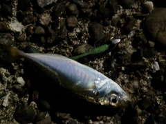 マアジの釣果
