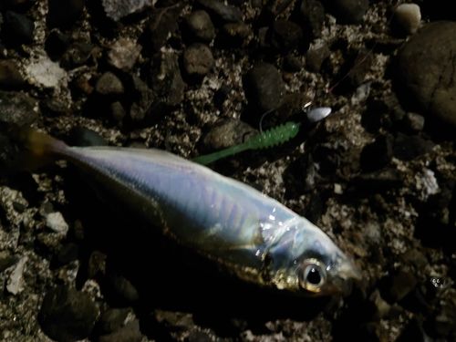 マアジの釣果