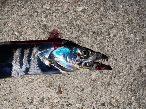 タチウオの釣果