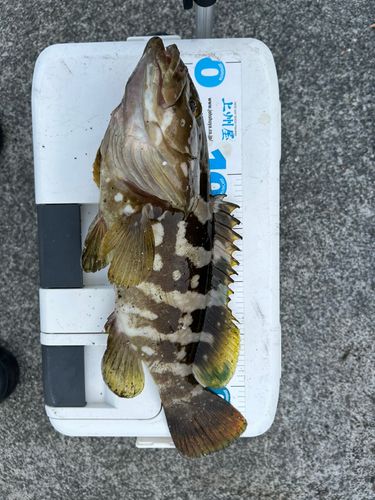 クエの釣果