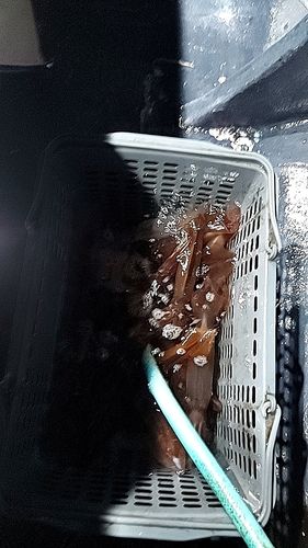 イカの釣果