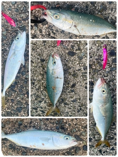 ツバスの釣果