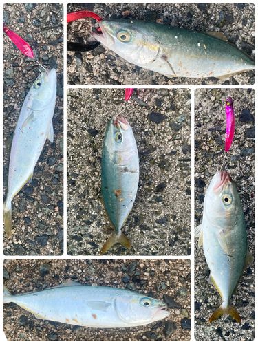 ツバスの釣果
