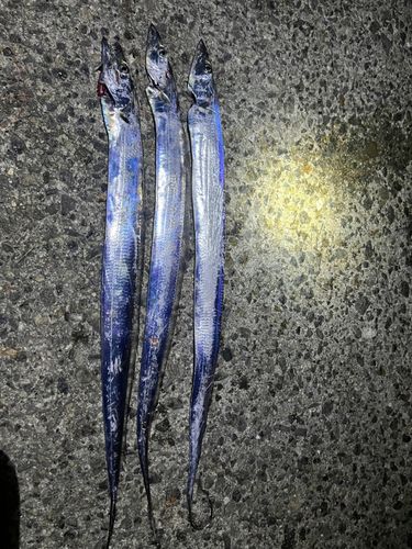タチウオの釣果