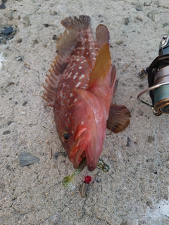 キジハタの釣果