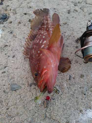 キジハタの釣果