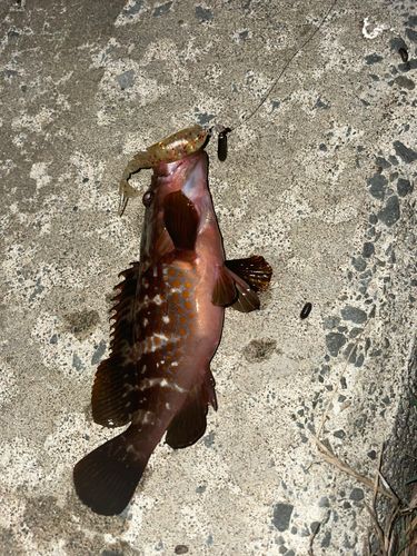 キジハタの釣果